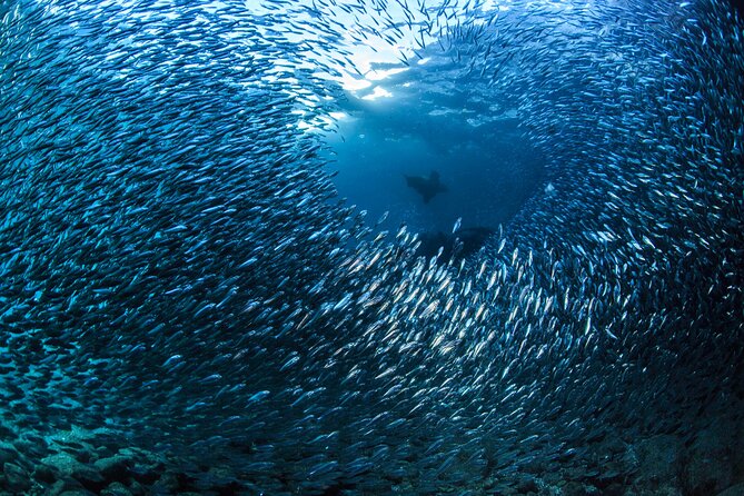 Los Cabos Beginner Scuba Dive Experience - Practical details at the marina