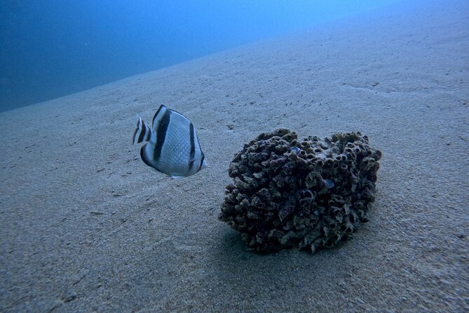 Los Cabos Open Water Diver Course - Who should book this course?