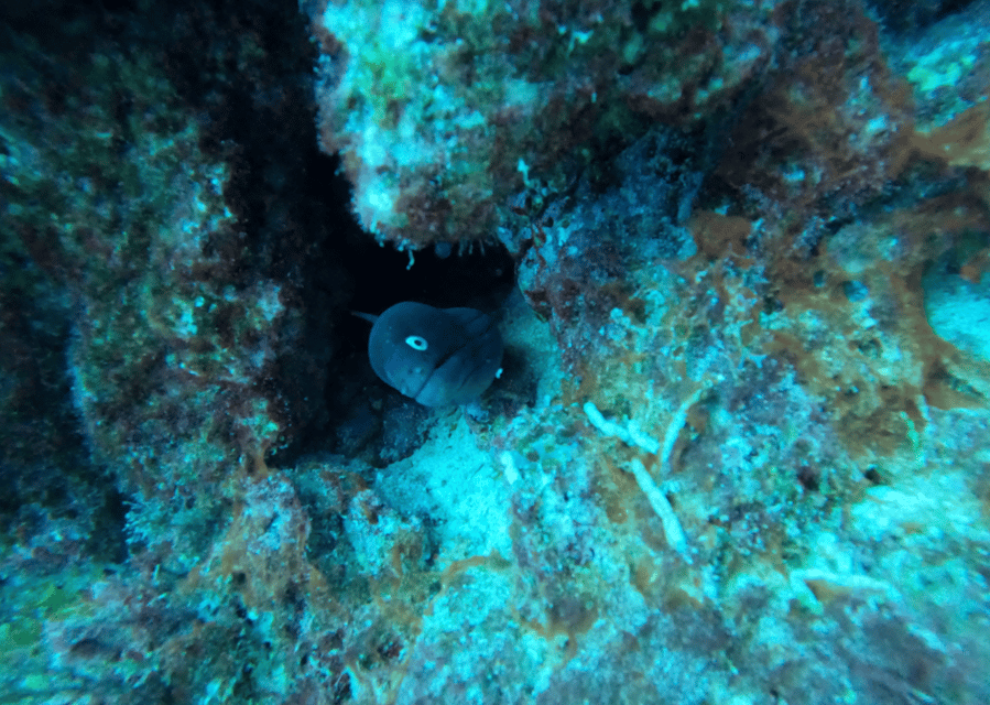 Los Cristianos: Basic Diver Course - Moving into open water at Los Cristianos