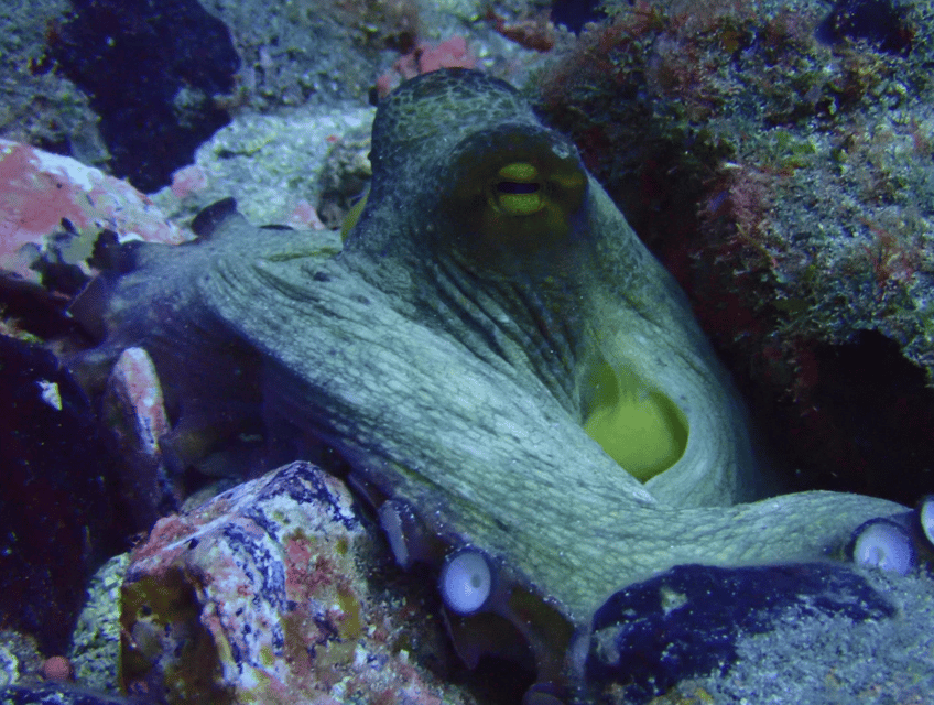 Los Cristianos: Basic Diver Course - Marine life and the feeling of floating