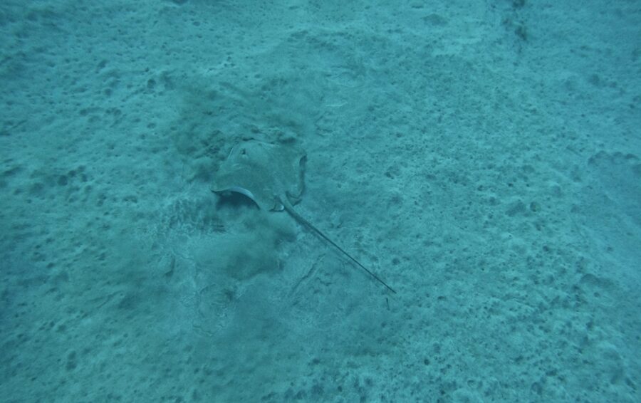 Los Cristianos: Basic Diver Course - The shallow-water lesson comes first