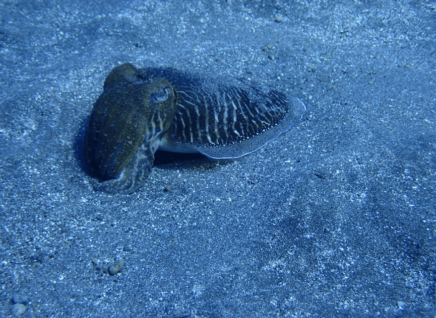 Los Cristianos: Try Dive for beginners - Your first underwater session in Los Cristianos