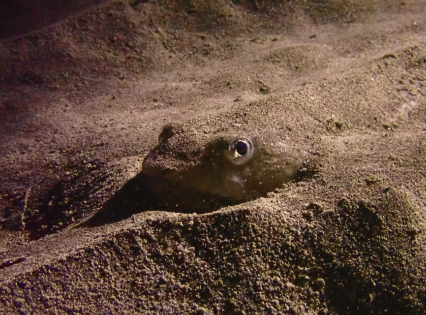Los Cristianos: Try Dive for beginners - The instructor matters more than the scenery