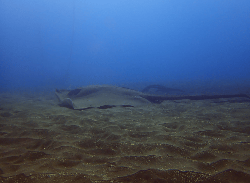 Los Cristianos: Try Dive for beginners - Who will get the most from this activity