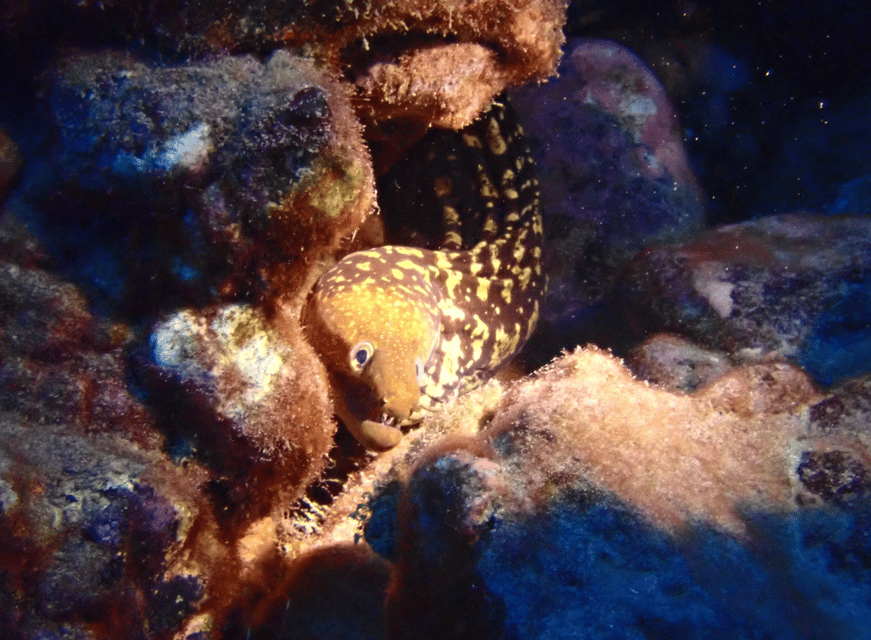 Los Cristianos: Try Dive for beginners - Practical booking advice for a smoother morning or afternoon