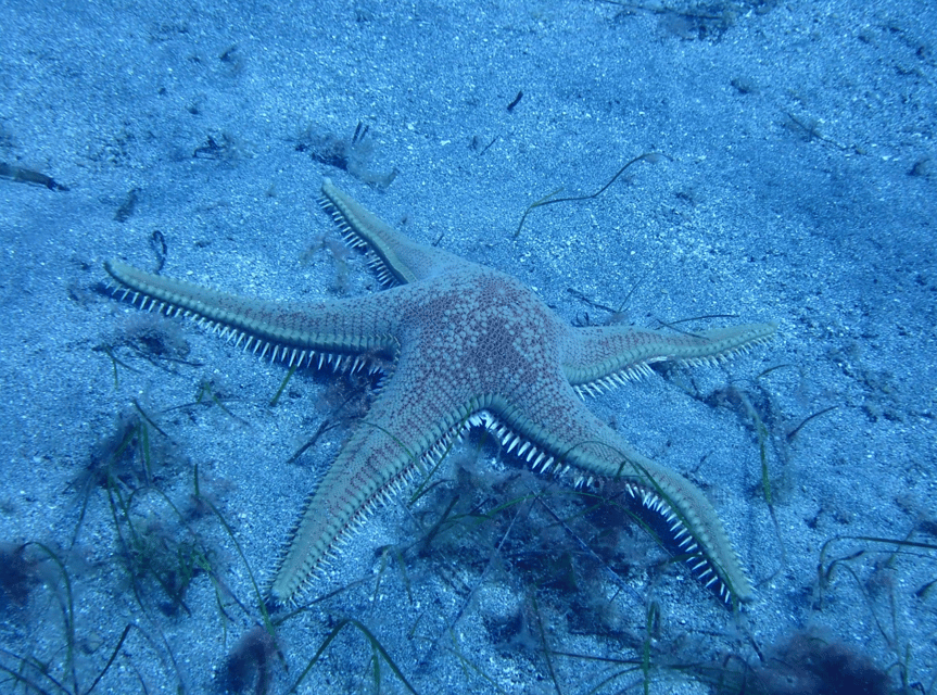 Los Cristianos: Try Dive for beginners - Should you book this Los Cristianos scuba session?