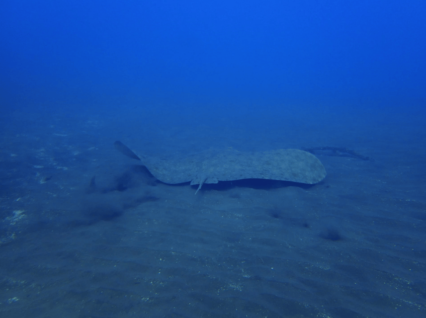 Los Cristianos: Try Dive for beginners - FAQ