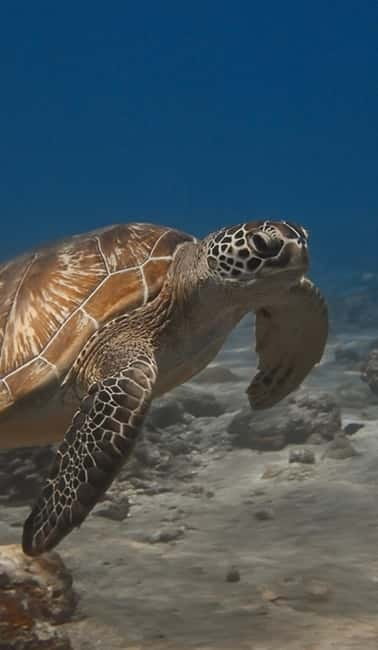 Maafushi: Discover Scuba Diving Class, First Time Experience - Complimentary underwater photos and videos