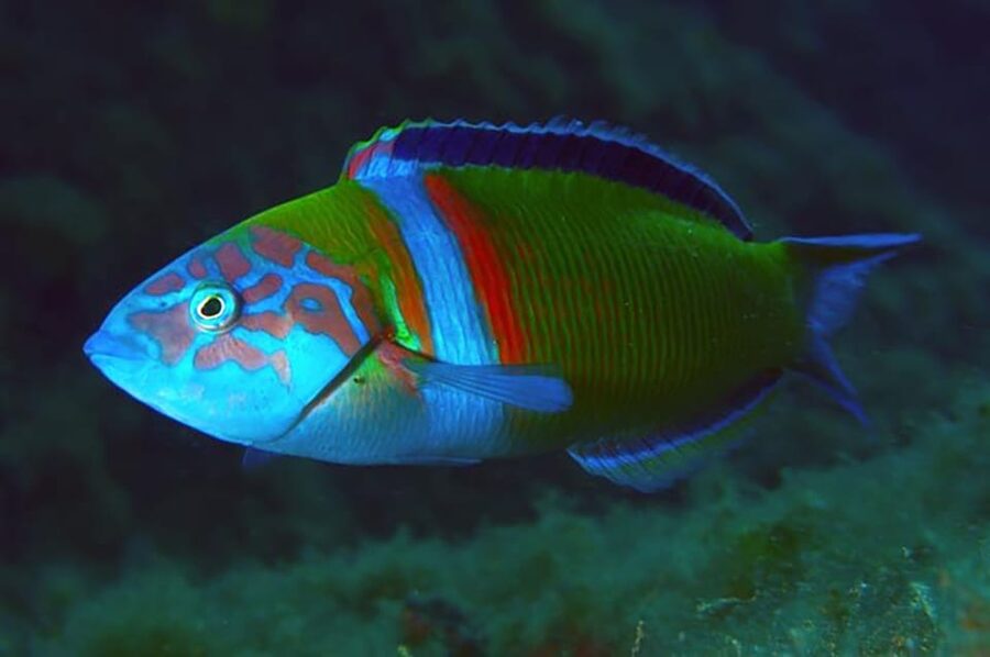Madeira, Ponta São Lourenço: Scuba Diving for Beginners - Is this first scuba experience worth booking?