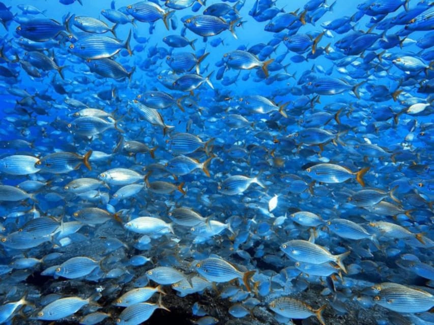 Madeira, Ponta São Lourenço: Scuba Diving for Beginners - What you might see below the surface
