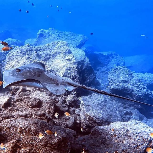 Madeira, Ponta São Lourenço: Scuba Diving for Beginners - What the $53 price includes