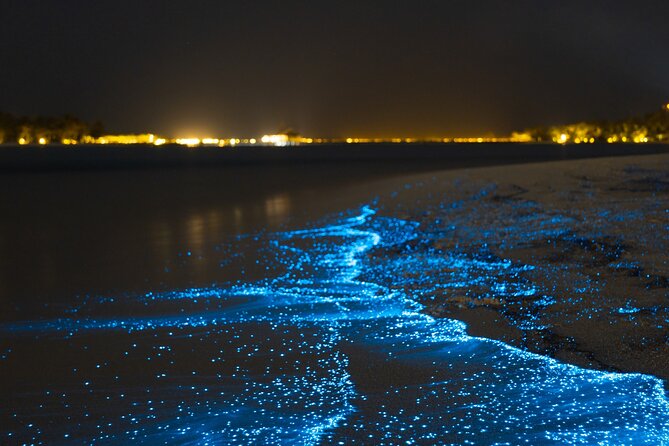 Magical Bioluminescent Night Dive - Key points to know before booking