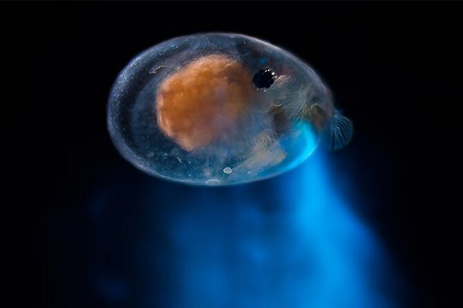 Magical Bioluminescent Night Dive - Why Bonaire’s night water can feel magical