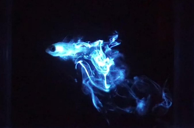 Magical Bioluminescent Night Dive - The briefing and gear setup