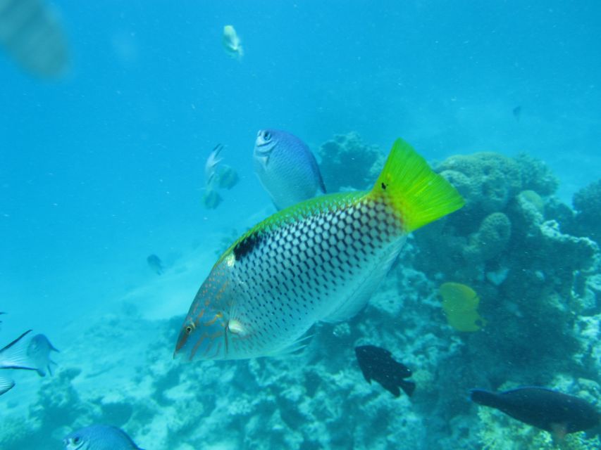 Makadi Bay: Snorkelling and Diving Island Trip - Setting out from Makadi Bay