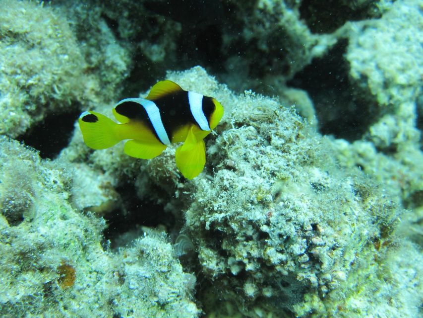 Makadi Bay: Snorkelling and Diving Island Trip - Is $47 a fair price?