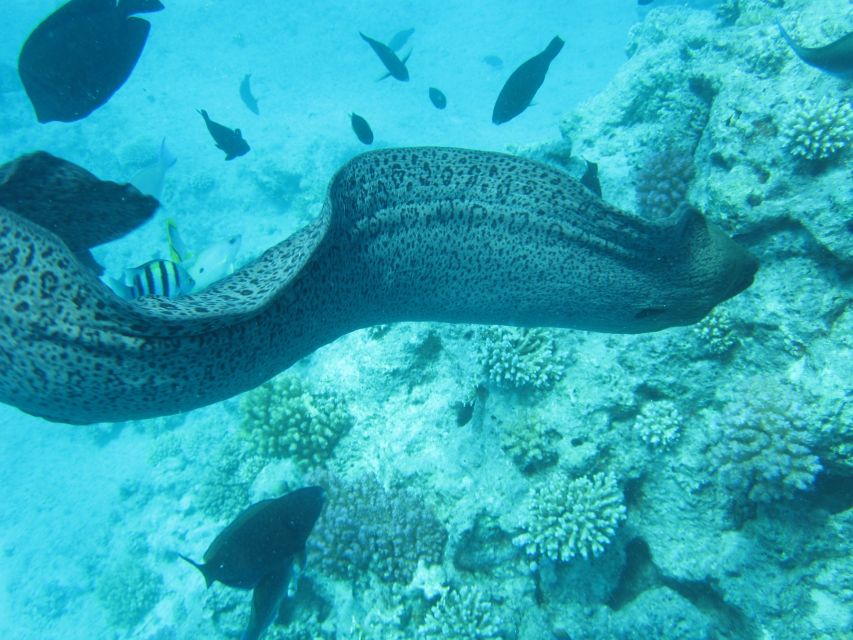 Makadi Bay: Snorkelling and Diving Island Trip - Who will enjoy this Red Sea day?
