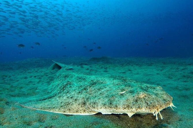Make a private Try Dive, for your first Scuba experience! - Medical rules and the flight restriction