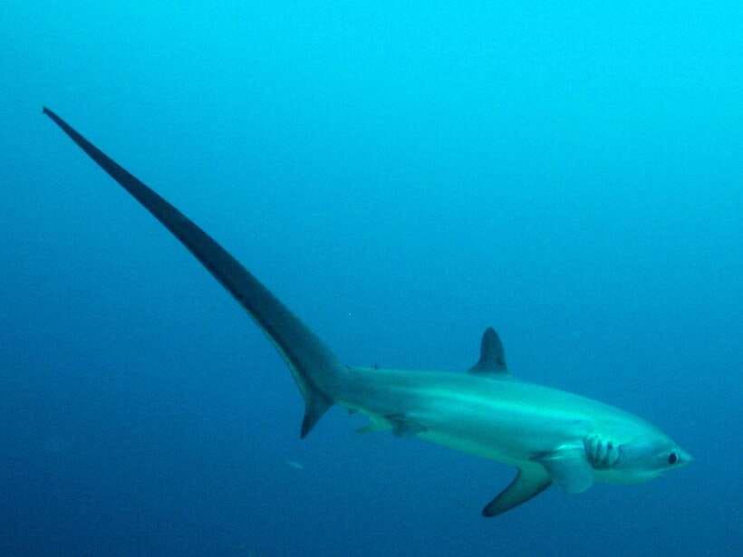 Malapascua: Advance Divers Shark Dive & Optional Transfer - Why Malapascua is known for thresher sharks