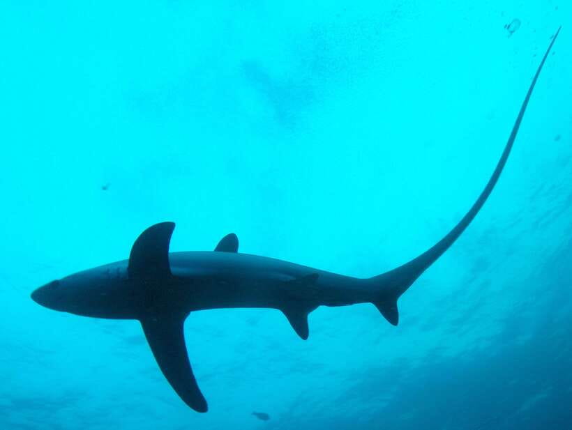 Malapascua: Advance Divers Shark Dive & Optional Transfer - The early morning start at the Malapascua shop