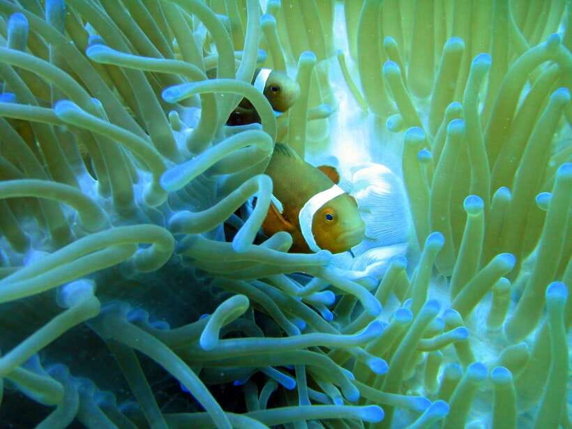 Malapascua: Advance Divers Shark Dive & Optional Transfer - More than sharks: rays, frogfish, and tiny reef life