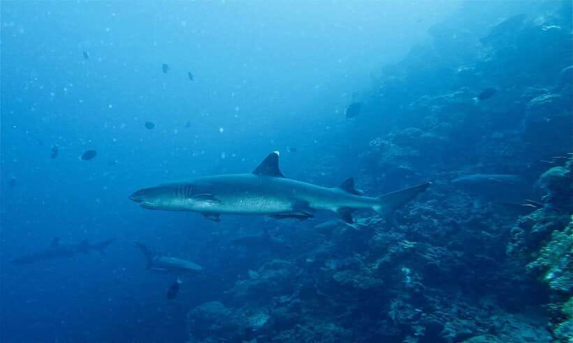 Malapascua: Advance Divers Shark Dive & Optional Transfer - The operator, group size, and guiding