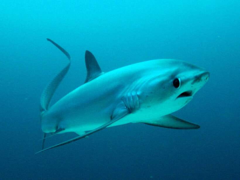 Malapascua: Advance Divers Shark Dive & Optional Transfer - Crossing to Monad or Kimud Shoal
