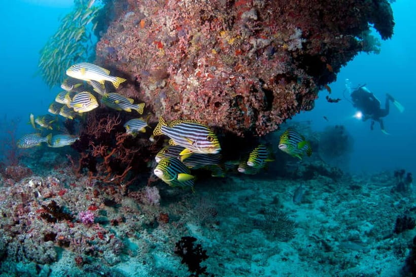 Maldives: Discover Scuba Diving - Starting at Furuba Beach with the right expectations