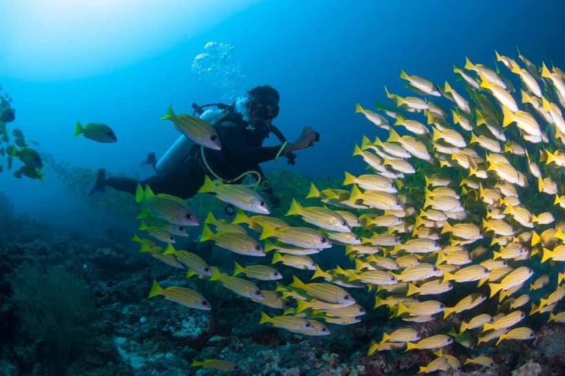 Maldives: Discover Scuba Diving - From shallow water to a Maldives reef site