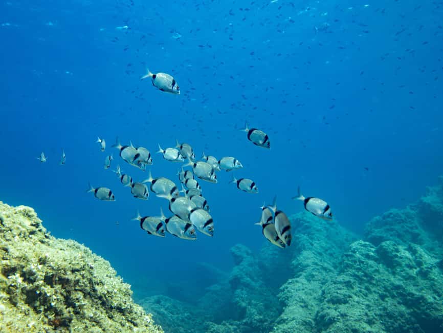 Mallorca: Adventure Diving (without a license - in the quiet off-season) - Key details before you book