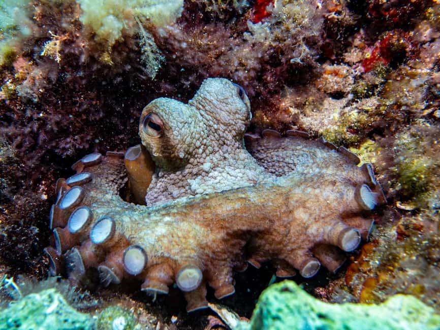 Mallorca: Adventure Diving (without a license - in the quiet off-season) - A first scuba session built for beginners