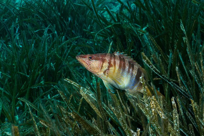 Mallorca: Discover Scuba Diving from the beach - Practicing in shallow water first