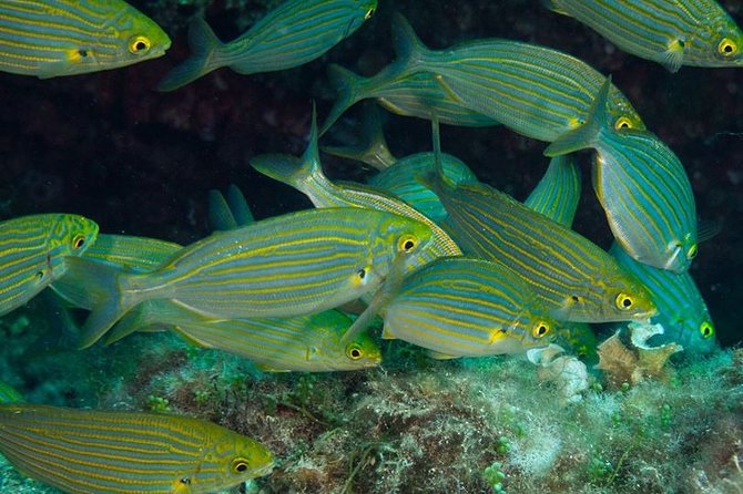 Mallorca: Discover Scuba Diving from the beach - What the reviews reveal about the instruction