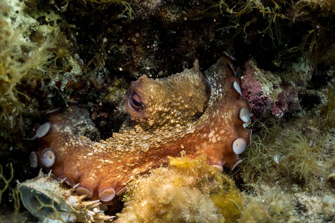 Mallorca: Discover Scuba Diving from the beach - The short theory lesson before entering the water