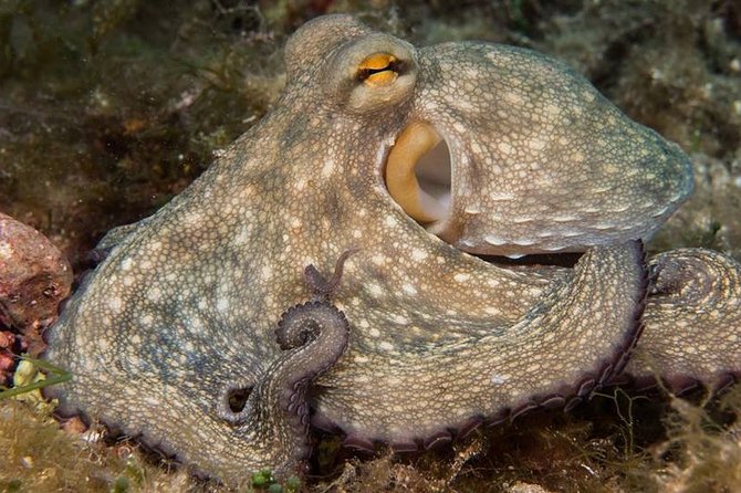 Mallorca: Discover Scuba Diving from the boat - A real first step into Mallorca scuba