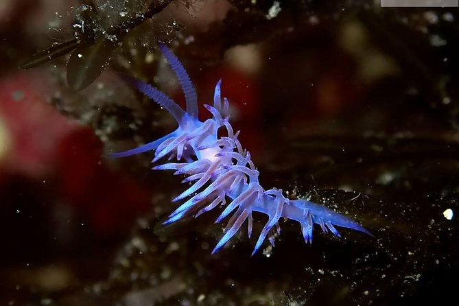 Mallorca: Discover Scuba Diving from the boat - The first session stays shallow for practice