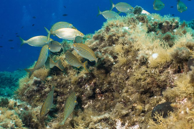 Mallorca: Discover Scuba Diving from the boat - The second session may reach 12 meters