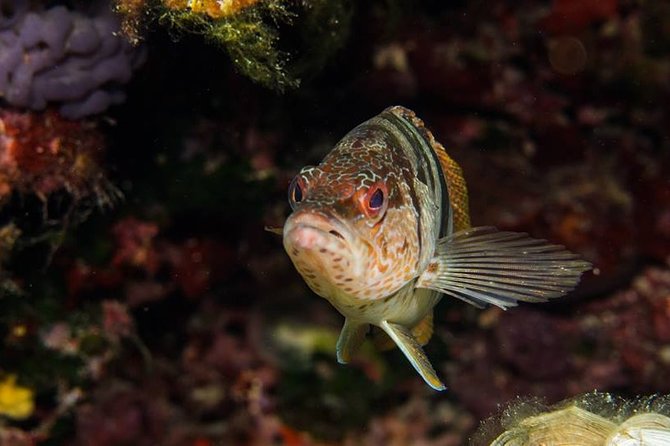 Mallorca: Discover Scuba Diving from the boat - Who will get the most from this experience
