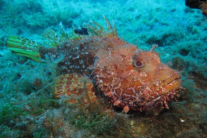 Mallorca: Discover Scuba Diving from the boat - The land briefing builds your foundation