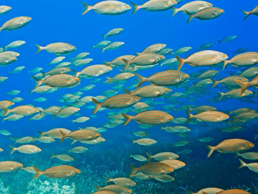 Mallorca: Snorkeling tour with diving instructor from a boat - Cap de Formentor - Key points at a glance