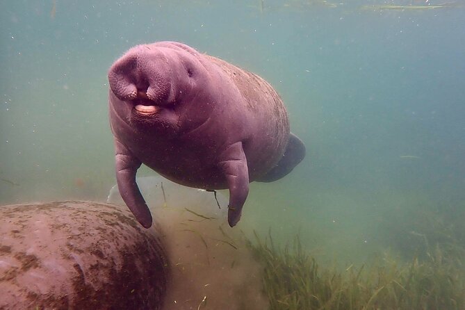 Manatee Snorkel Tour from American Pro Diving Center - Starting at the Crystal River snorkel center
