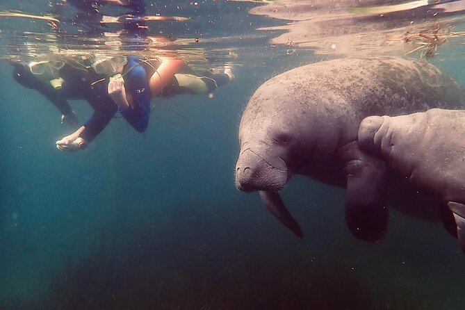 Manatee Snorkel Tour from American Pro Diving Center - Three Sisters Springs and the manatee encounter