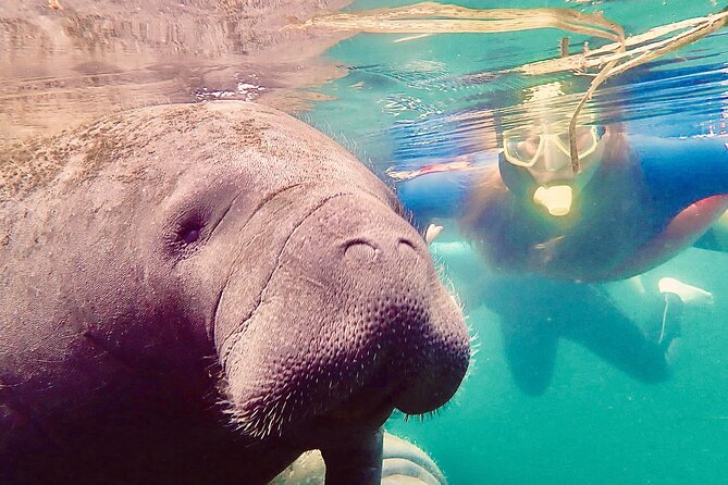 Manatee Snorkel Tour from American Pro Diving Center - What it feels like to snorkel in a 3mm wetsuit