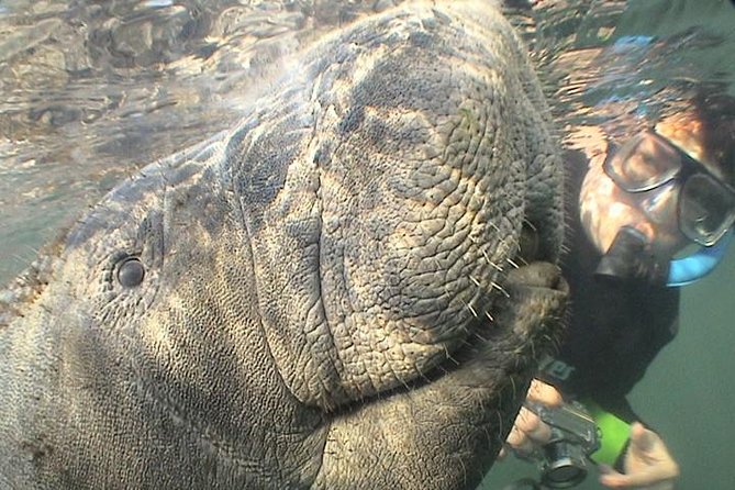 Manatee Snorkel Tour from American Pro Diving Center - Family details that matter