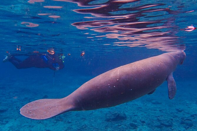 Manatee Snorkel Tour from American Pro Diving Center - The guide’s role in conservation