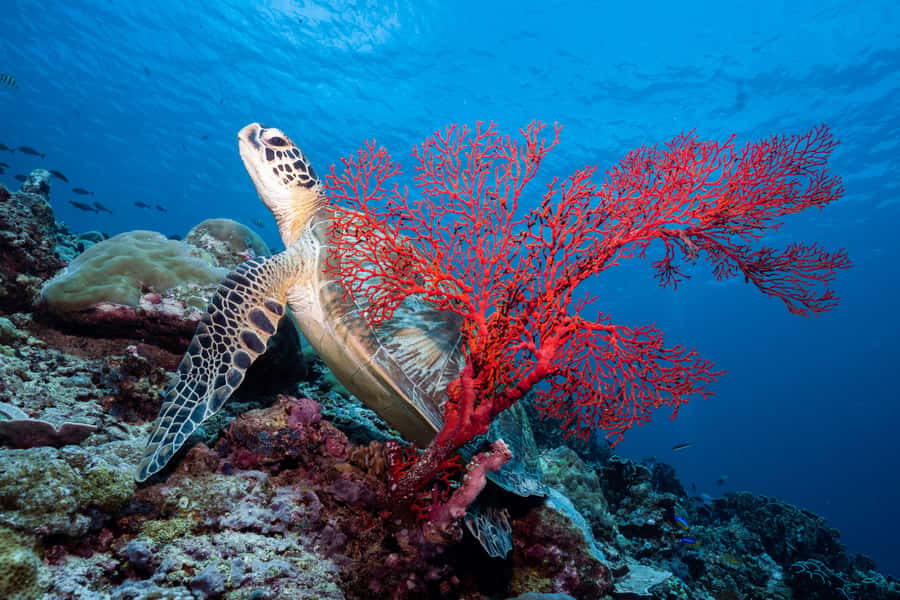 Manta Dive Gili Trawangan: Discover Scuba Diving - Is $96 good value?