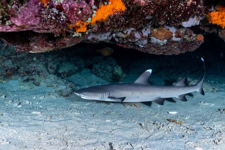 Manta Dive Gili Trawangan: Discover Scuba Diving - Who should choose this program?