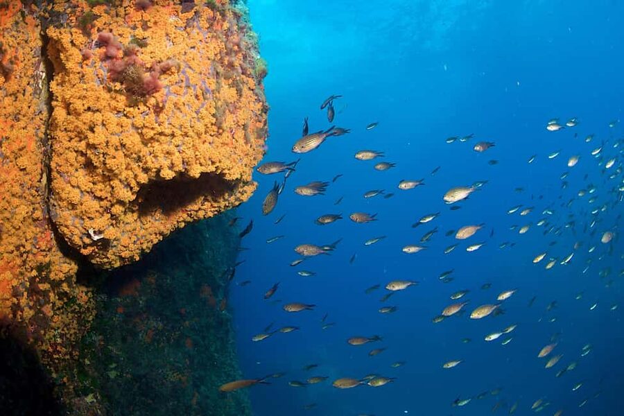 Marina di Campo: Try diving on the island of Elba - Key points to know before you book