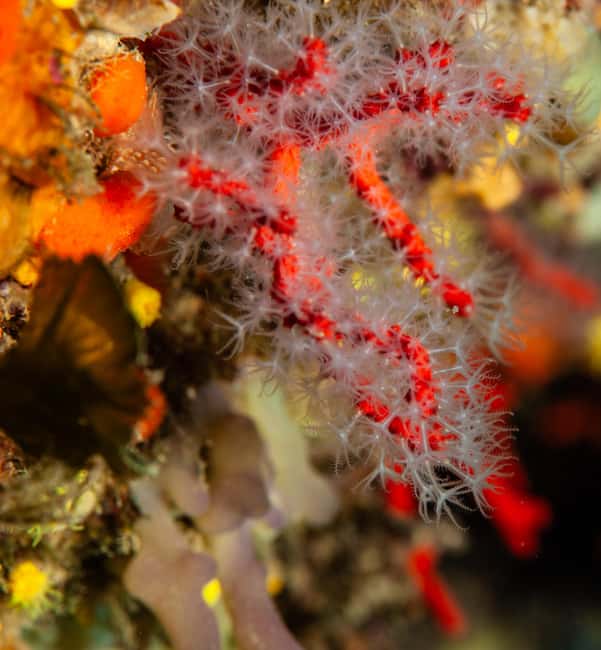 Marina di Campo: Try diving on the island of Elba - The guide and the value of close support
