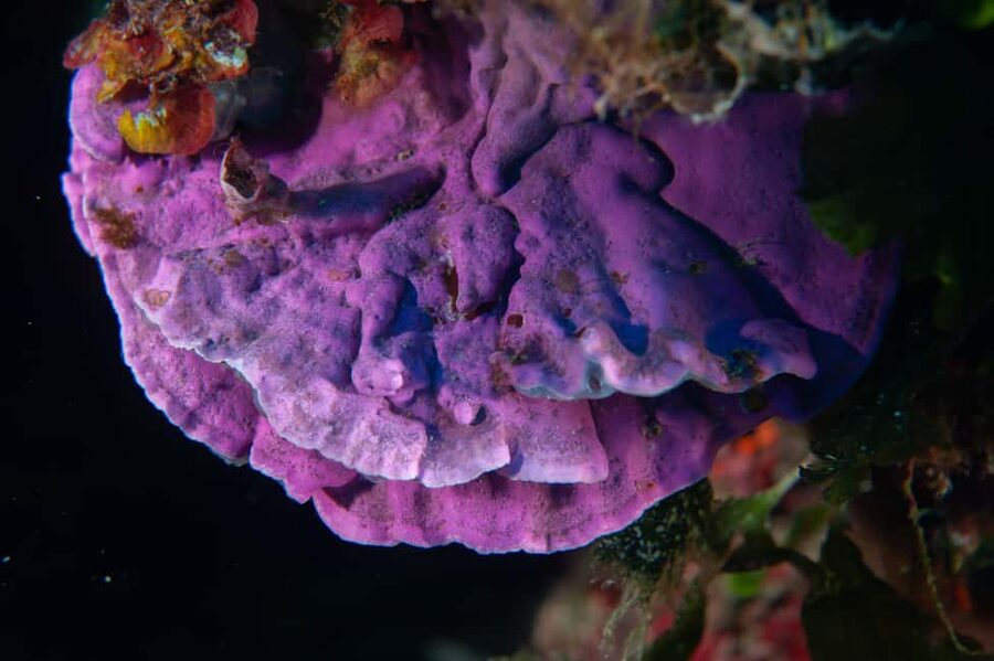 Marina di Campo: Try diving on the island of Elba - What the $94 price includes